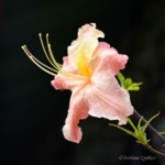 Azalea After Rain. Flowers - my inspiration!