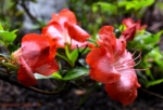 Azalea After Rain. Flowers - my inspiration! Photo portraits of Azalea, Rhododendron, Columbine, Rose, Fuchsia - Svetlana.Gallery Photography