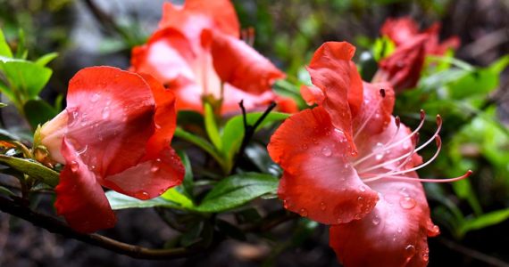 Azalea After Rain. Flowers - my inspiration! Photo portraits of Azalea, Rhododendron, Columbine, Rose, Fuchsia - Svetlana.Gallery Photography