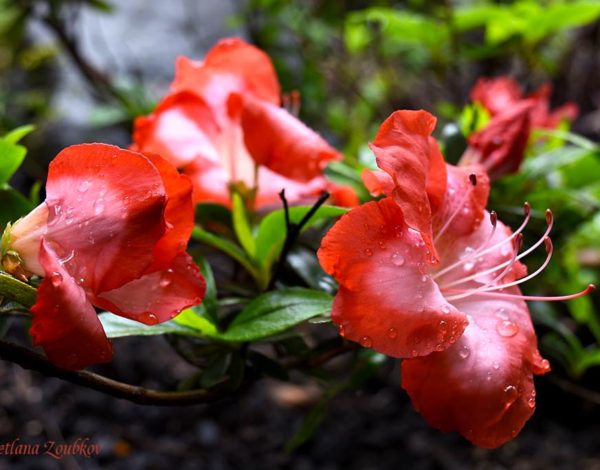 Azalea After Rain. Flowers - my inspiration! Photo portraits of Azalea, Rhododendron, Columbine, Rose, Fuchsia - Svetlana.Gallery Photography