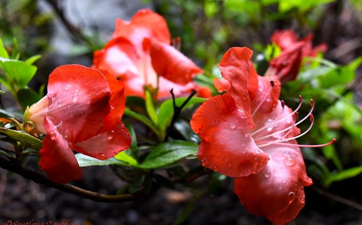 Azalea After Rain. Flowers - my inspiration! Photo portraits of Azalea, Rhododendron, Columbine, Rose, Fuchsia - Svetlana.Gallery Photography