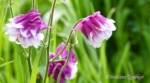 Columbine AQUILEGIA Pink Petticoat. Flowers - My Inspiration. Photo portraits of Azalea, Rhododendron, Columbine, Rose, Fuchsia - Svetlana.Gallery Photography