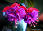Fuchsia Dark Eyes. Flowers - My Inspiration. Photo portraits of Azalea, Rhododendron, Columbine, Rose, Fuchsia - Svetlana.Gallery Photography