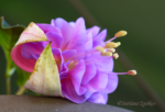Fuchsia Lisa. Flowers - My Inspiration. Photo portraits of Azalea, Rhododendron, Columbine, Rose, Fuchsia - Svetlana.Gallery Photography
