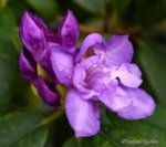 Rhododendron. Purple. Flowers - My Inspiration. Photo portraits of Azalea, Rhododendron, Columbine, Rose, Fuchsia - Svetlana.Gallery Photography