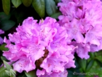 Rhododendron. Pink. Flowers - My Inspiration. Photo portraits of Azalea, Rhododendron, Columbine, Rose, Fuchsia - Svetlana.Gallery Photography