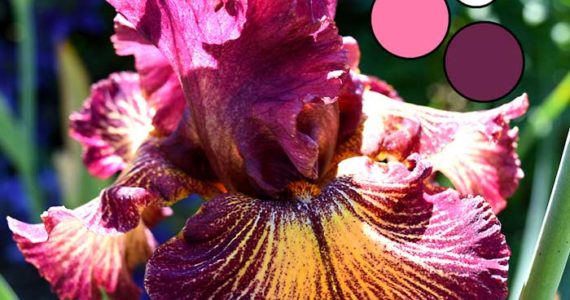 Iris Flower Delica Bead Color Palettes - Palette #2