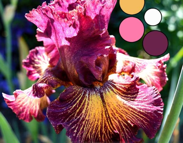 Iris Flower Delica Bead Color Palettes - Palette #2