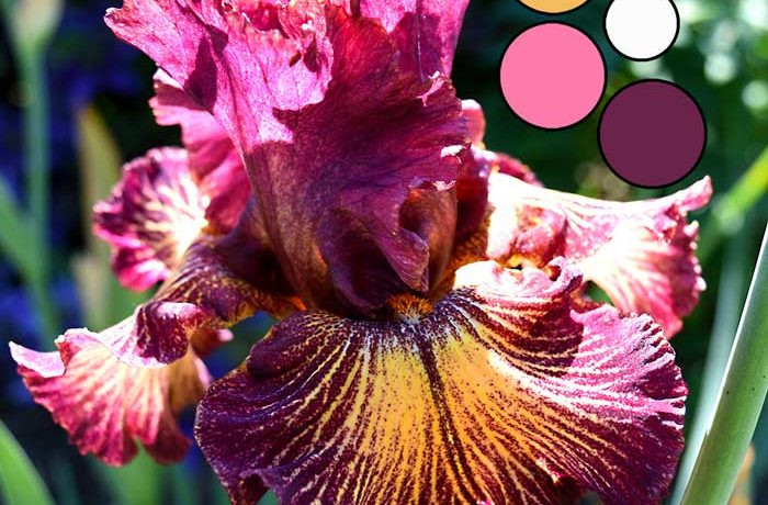 Iris Flower Delica Bead Color Palettes - Palette #2