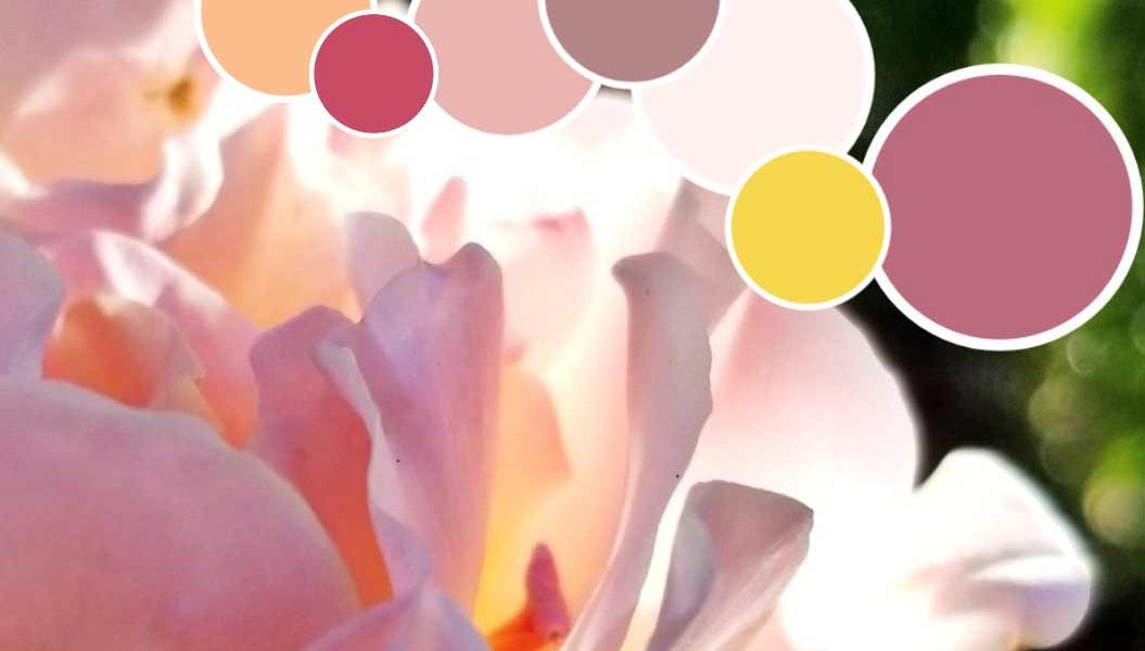 Miyuki Rose Color Palette