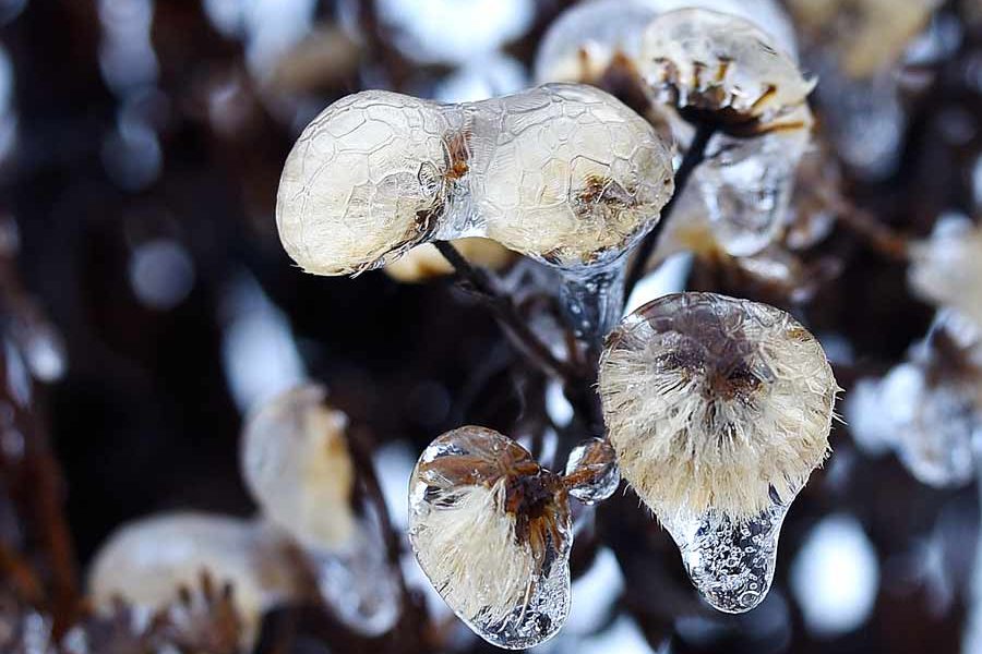 Ice Raindrops on a Dead Aster Plant