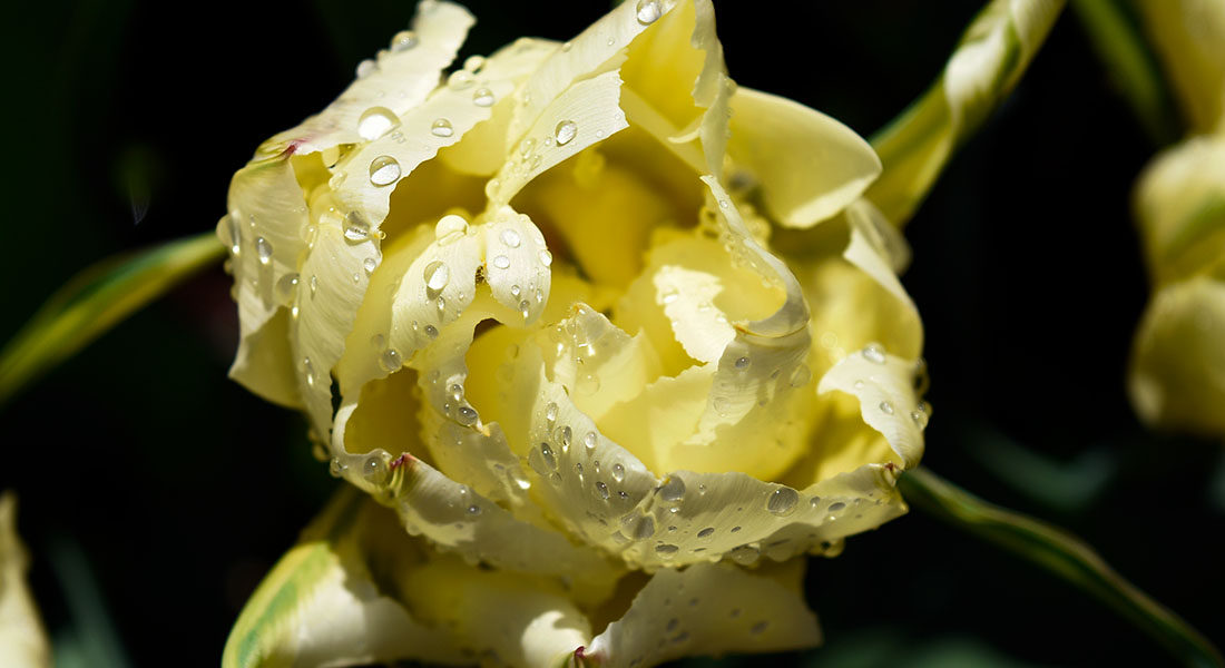 Spring Rainy Day Garden: Tulip Photo Portraits