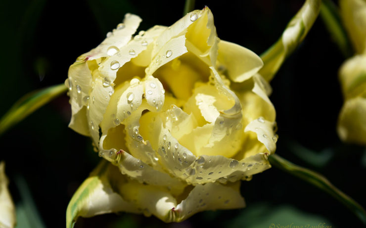 Spring Rainy Day Garden: Tulip Photo Portraits