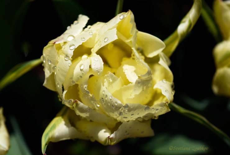 Spring Rainy Day Garden: Tulip Photo Portraits