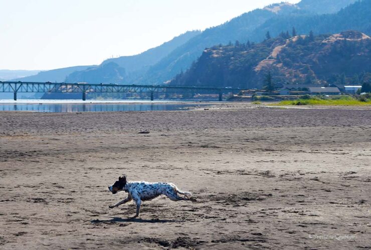Hood River Waterfront Trail. Dogs' Paradise