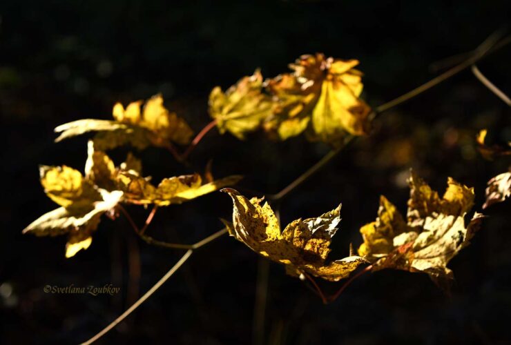 Autumn Leaves' Dance