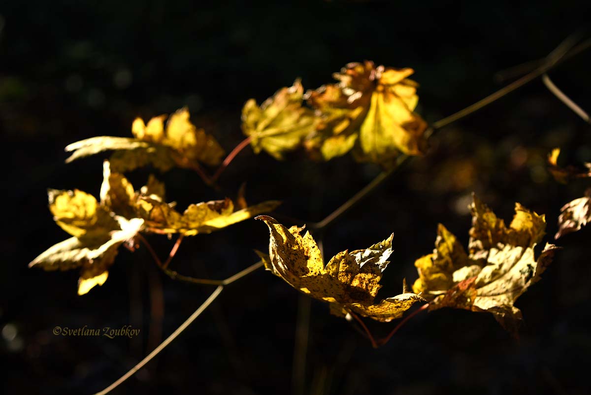 Autumn Leaves' Dance